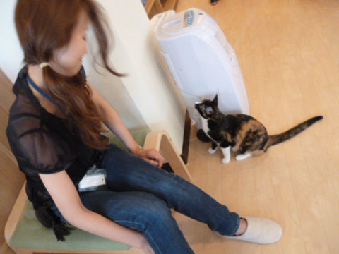 猫式ブログ~里親募集型猫カフェ