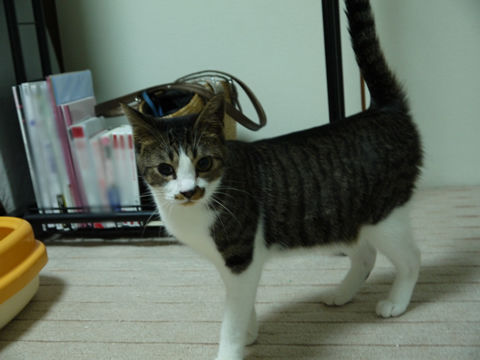 猫式ブログ～里親募集型猫カフェ