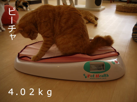 猫式ブログ~里親募集型猫カフェ