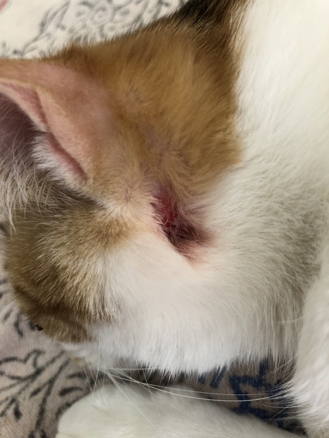 63A675A9-B08A-4410-B116-70447AEA70C4