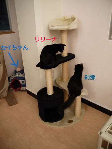 猫式ブログ~里親募集型猫カフェ