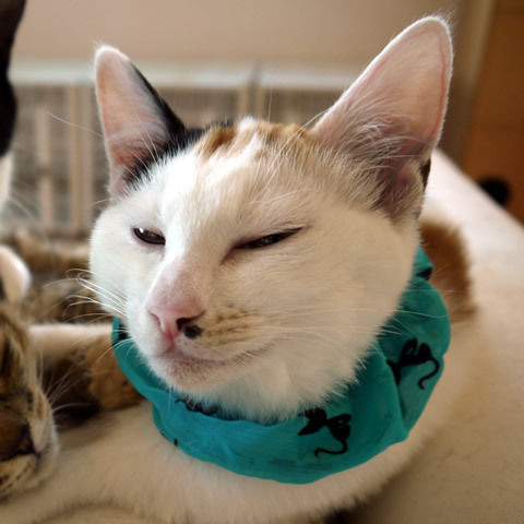 猫式ブログ~里親募集型猫カフェ