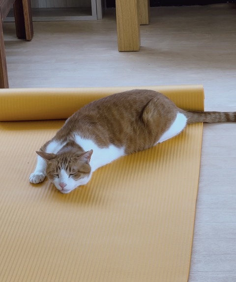 27A29112-8803-4DED-8404-2E2F1DC6E52B