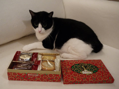 猫式ブログ~里親募集型猫カフェ