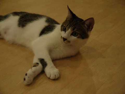 猫式ブログ～里親募集型猫カフェ