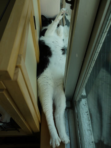 猫式ブログ~里親募集型猫カフェ