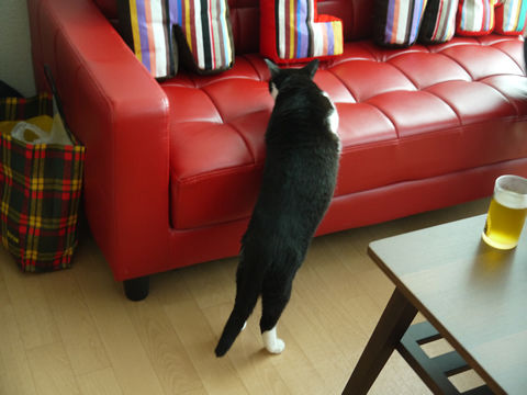 猫式ブログ~里親募集型猫カフェ