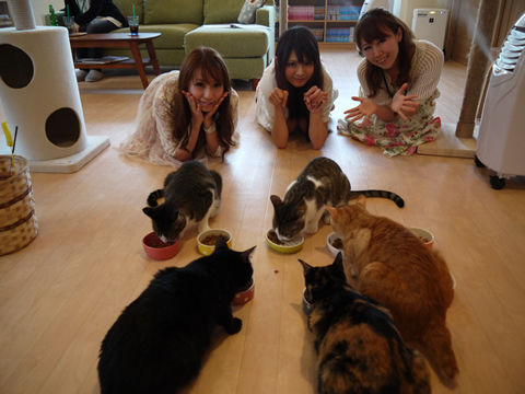 猫式ブログ～里親募集型猫カフェ