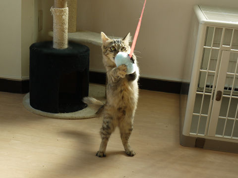 猫式ブログ~里親募集型猫カフェ