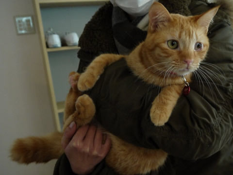 猫式ブログ~里親募集型猫カフェ