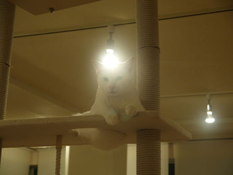 猫式ブログ~里親募集型猫カフェ