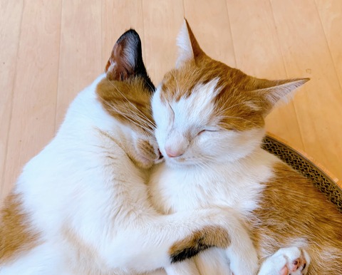 8A6B3F3B-5B0E-47F3-839C-C4283C6ED190