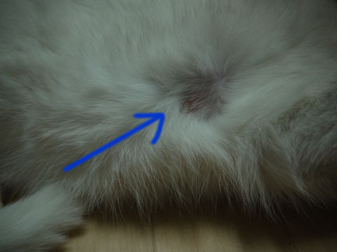 猫式ブログ~里親募集型猫カフェ