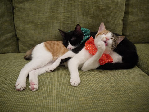 猫式ブログ~里親募集型猫カフェ