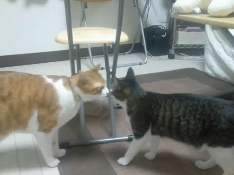 猫式ブログ～里親募集型猫カフェ