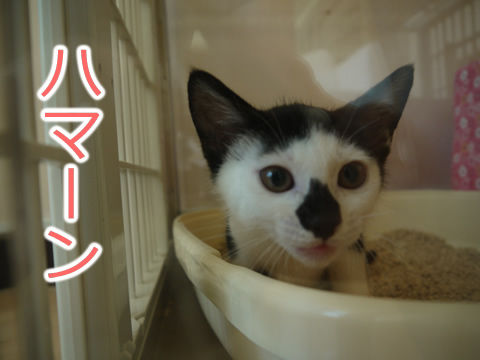 猫式ブログ~里親募集型猫カフェ