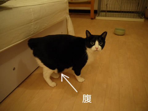 猫式ブログ~里親募集型猫カフェ