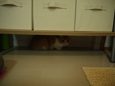 猫式ブログ~里親募集型猫カフェ