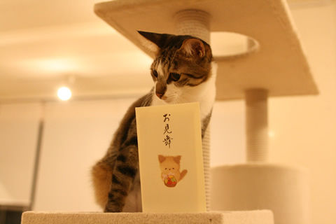 猫式ブログ～里親募集型猫カフェ