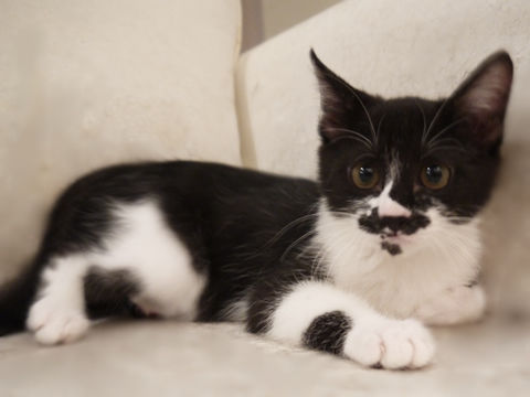 猫式ブログ～里親募集型猫カフェ