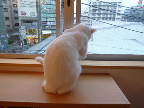 猫式ブログ