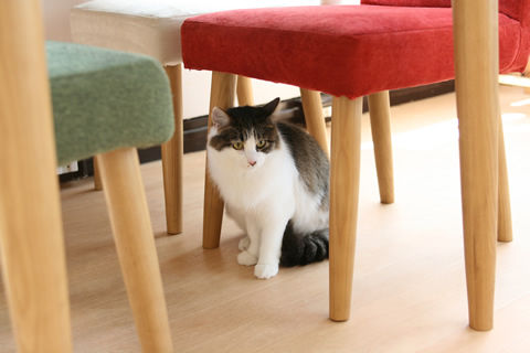 猫式ブログ~里親募集型猫カフェ