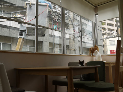 猫式ブログ～里親募集型猫カフェ
