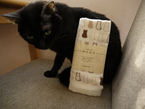 猫式ブログ~里親募集型猫カフェ