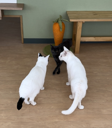 0B37C81D-E083-4671-9BF1-4F35A799517A