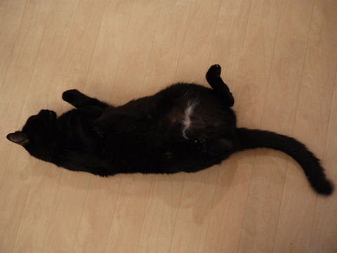 猫式ブログ~里親募集型猫カフェ