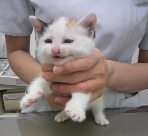 猫式ブログ~里親募集型猫カフェ