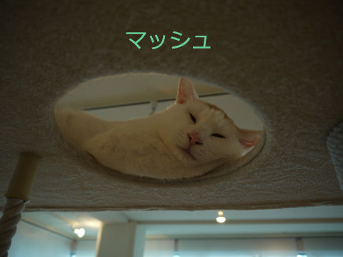 猫式ブログ～里親募集型猫カフェ