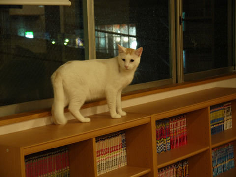 猫式ブログ～里親募集型猫カフェ