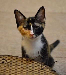 猫式ブログ~里親募集型猫カフェ