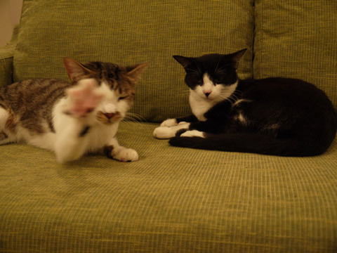 猫式ブログ~里親募集型猫カフェ