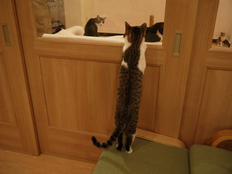 猫式ブログ～里親募集型猫カフェ