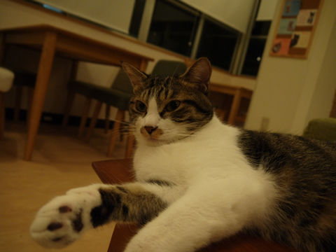 猫式ブログ~里親募集型猫カフェ