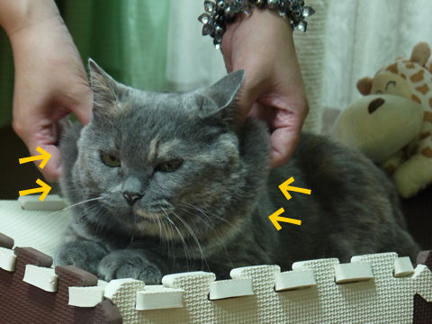 猫式ブログ~里親募集型猫カフェ