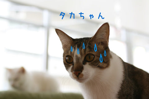 猫式ブログ~里親募集型猫カフェ
