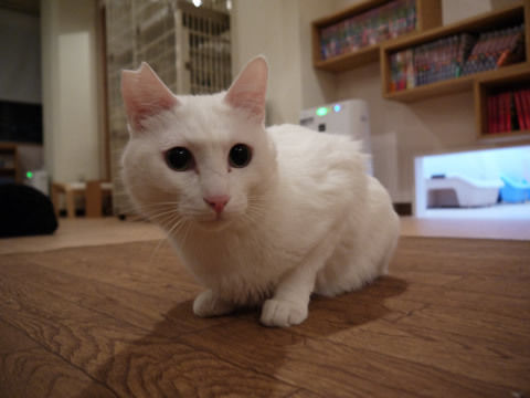 猫式ブログ~里親募集型猫カフェ