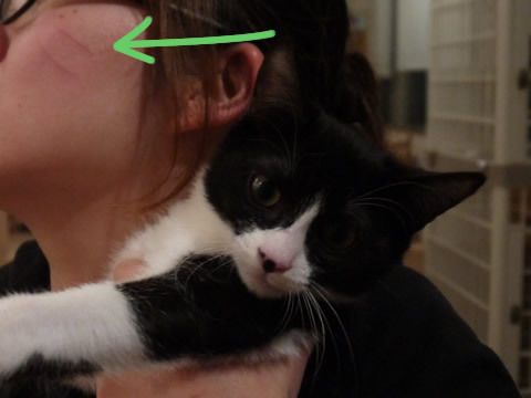 猫式ブログ~里親募集型猫カフェ