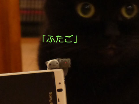 猫式ブログ~里親募集型猫カフェ