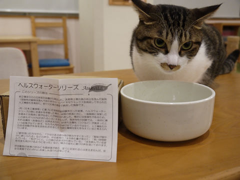 猫式ブログ~里親募集型猫カフェ