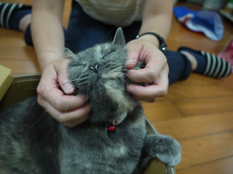 猫式ブログ~里親募集型猫カフェ