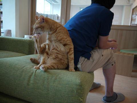 猫式ブログ~里親募集型猫カフェ