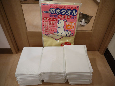 猫式ブログ~里親募集型猫カフェ