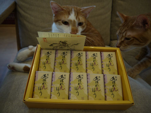 猫式ブログ~里親募集型猫カフェ