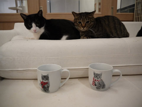 猫式ブログ～里親募集型猫カフェ