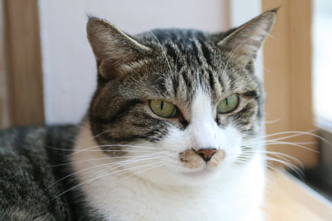 猫式ブログ~里親募集型猫カフェ