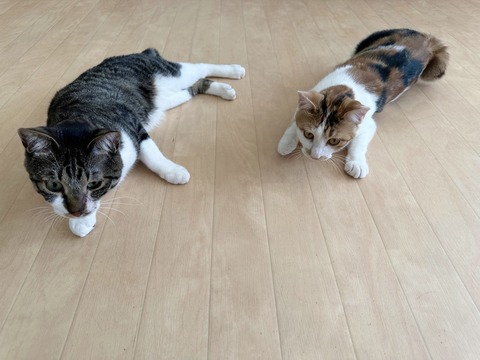 454CA8FD-499D-429E-830A-E63ADAC2FC0E